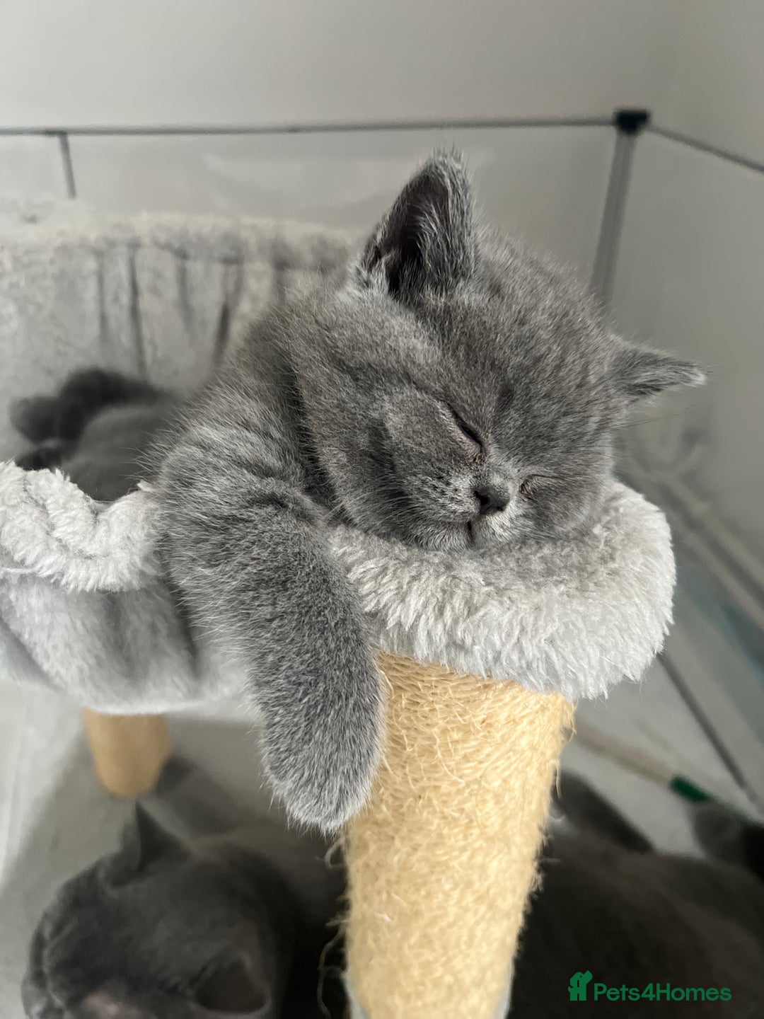 British Shorthair cats for sale: GCCF registered British Shorthair kittens  - Advert 20