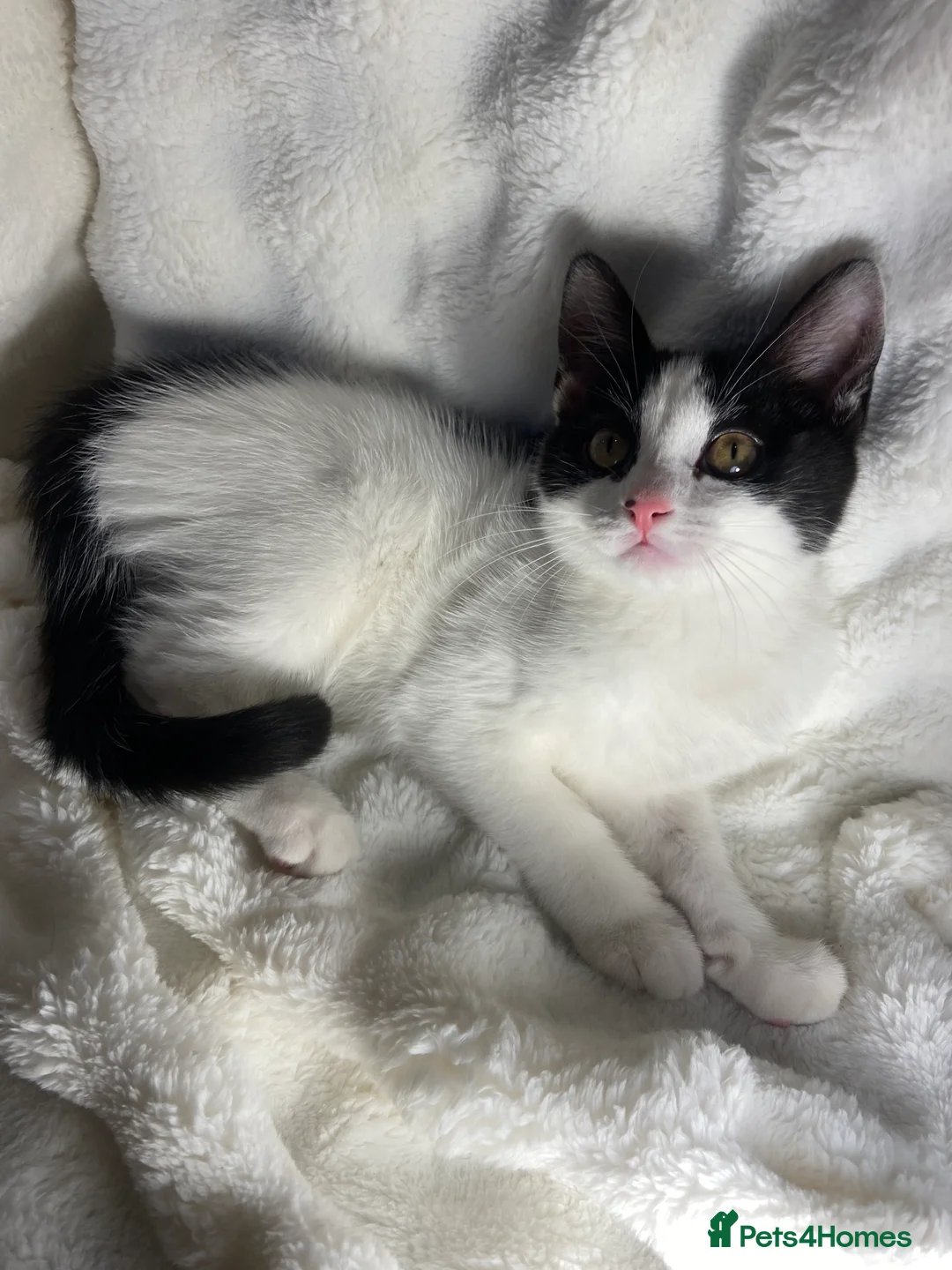 Mixed Breed cats for sale: Cute black and white kitten  - Advert 2