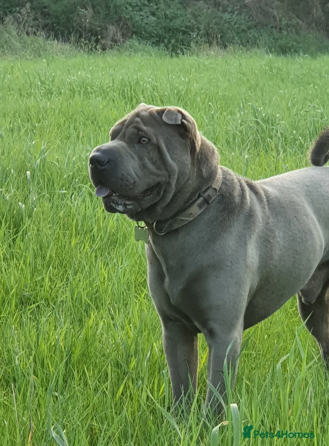 Shar Pei dogs for stud: Gus blue horse coat available for stud in Billericay - Advert 10