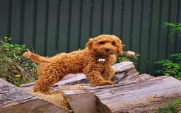 Cockapoo dogs for sale: 🐾 Expected F1 Top Class 🐾  - Image 8