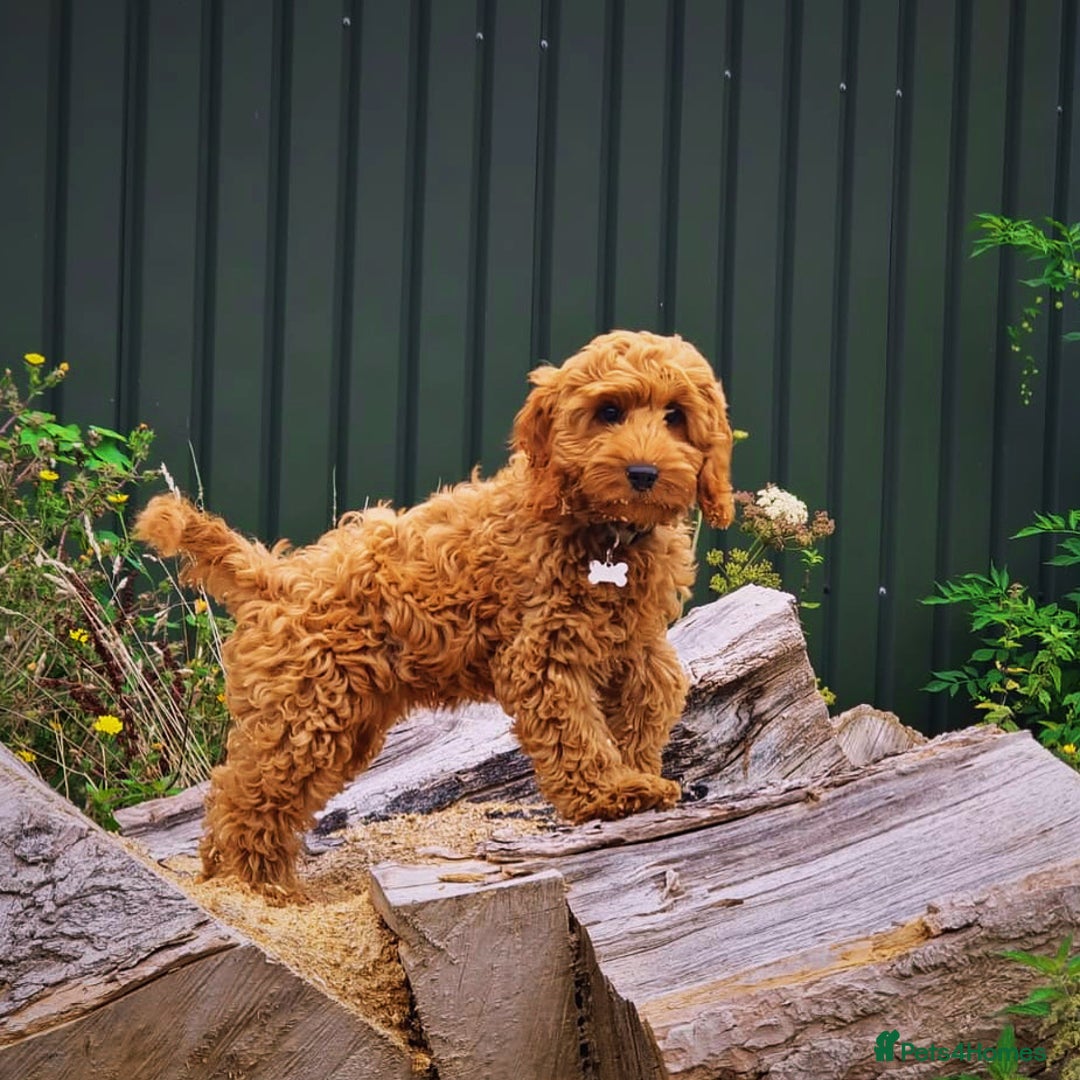 Cockapoo dogs for sale: 🐾 Expected F1 Top Class 🐾  - Image 8