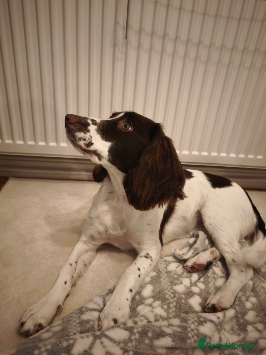 Sprocker dogs for sale: Family dog Sprocker puppy  - Advert 4