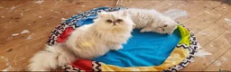 Persian cats for sale: Majestic Persian Chinchilla Kittens in Solihull - Advert 4