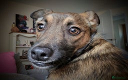 Mixed Breed dogs for adoption: Polo  - Image 6