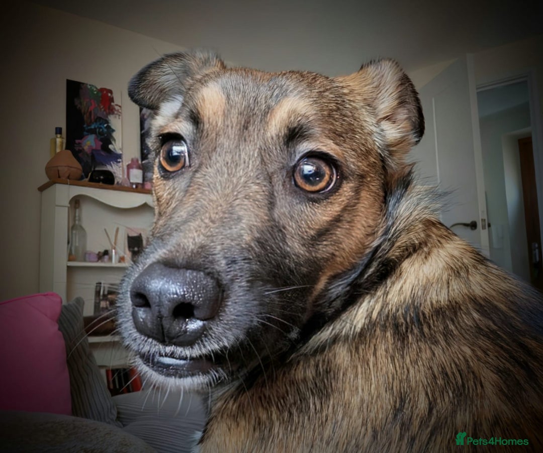 Mixed Breed dogs for adoption: Polo  - Image 6