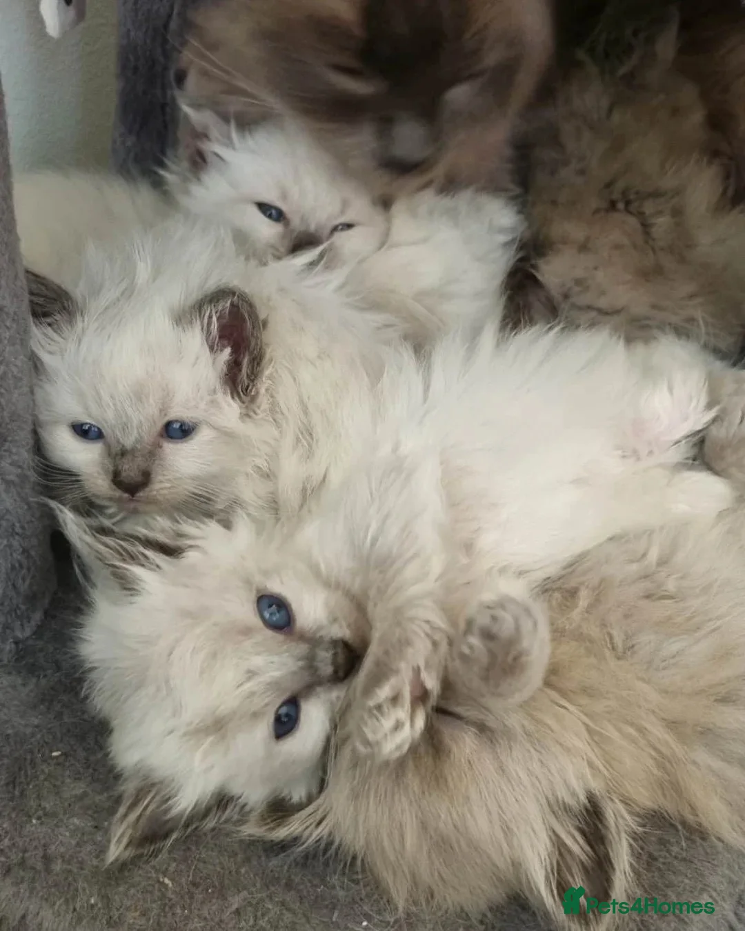 Ragdoll cats for stud: BEAUTIFUL BLUE POINT LARGE STUD RAGDOLL in Preston - Advert 17