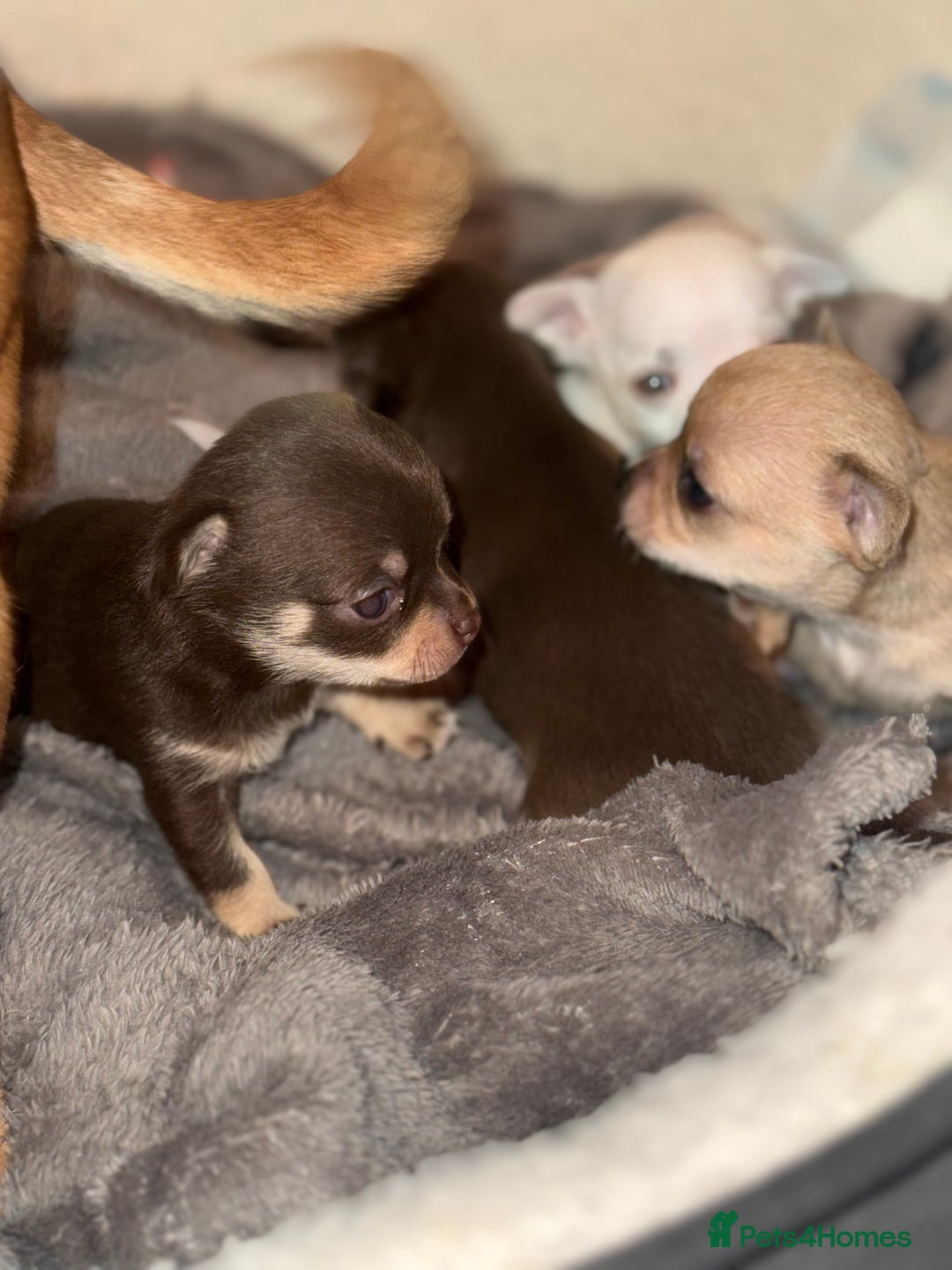 Chihuahua dogs for sale: Chihuahua puppies! - Advert 3