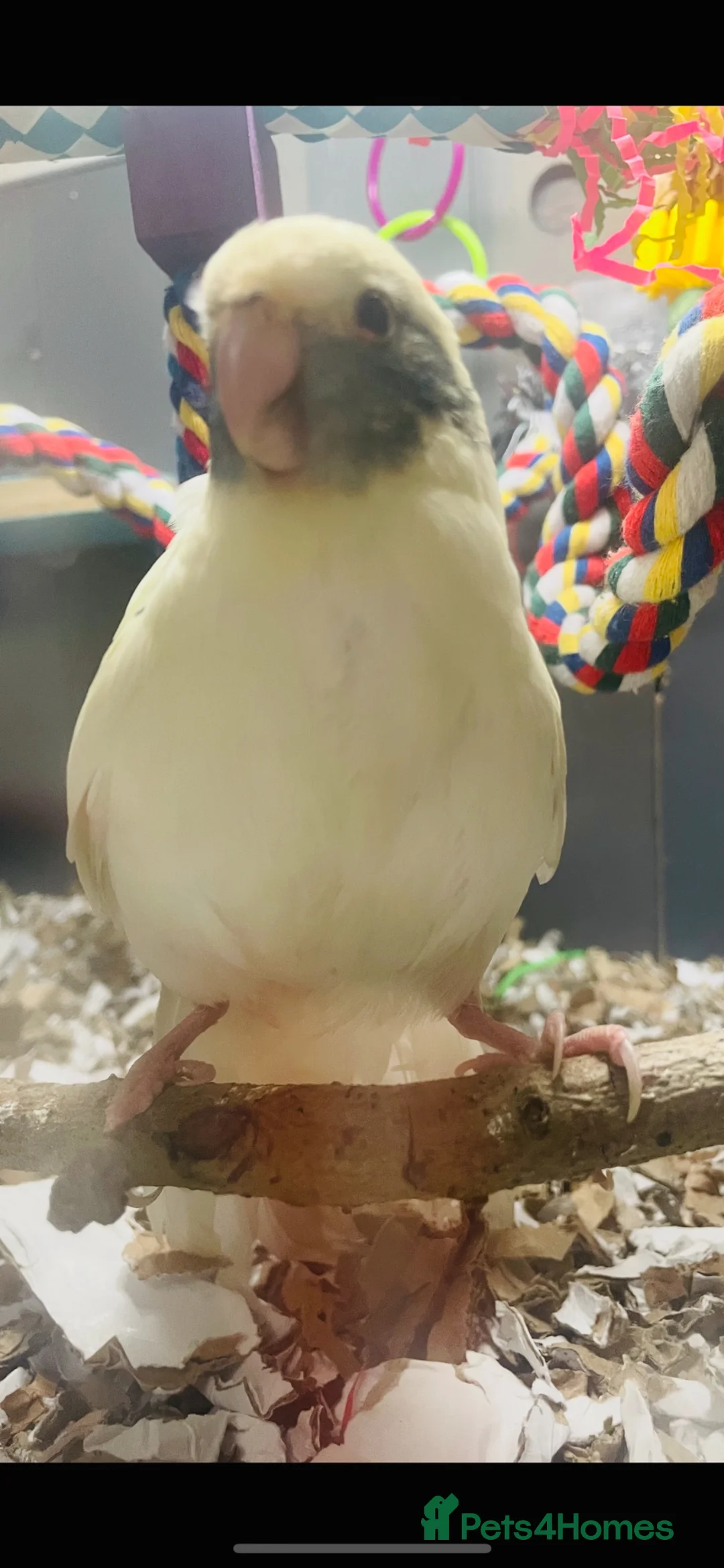 Mixed Breed birds for sale: Female pied kakariki.  in Bedford - Advert 2