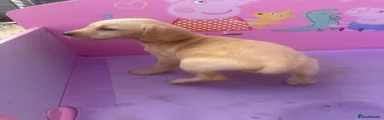Labrador Retriever 7