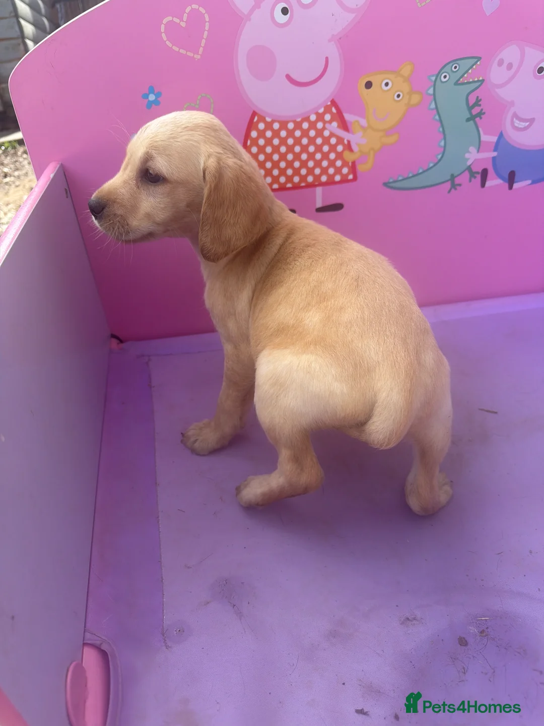 Labrador Retriever dogs for sale: Stunning Labrador pups - Advert 2