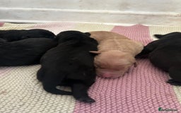 Labrador Retriever dogs for sale: Female Labrador puppies - Image 3
