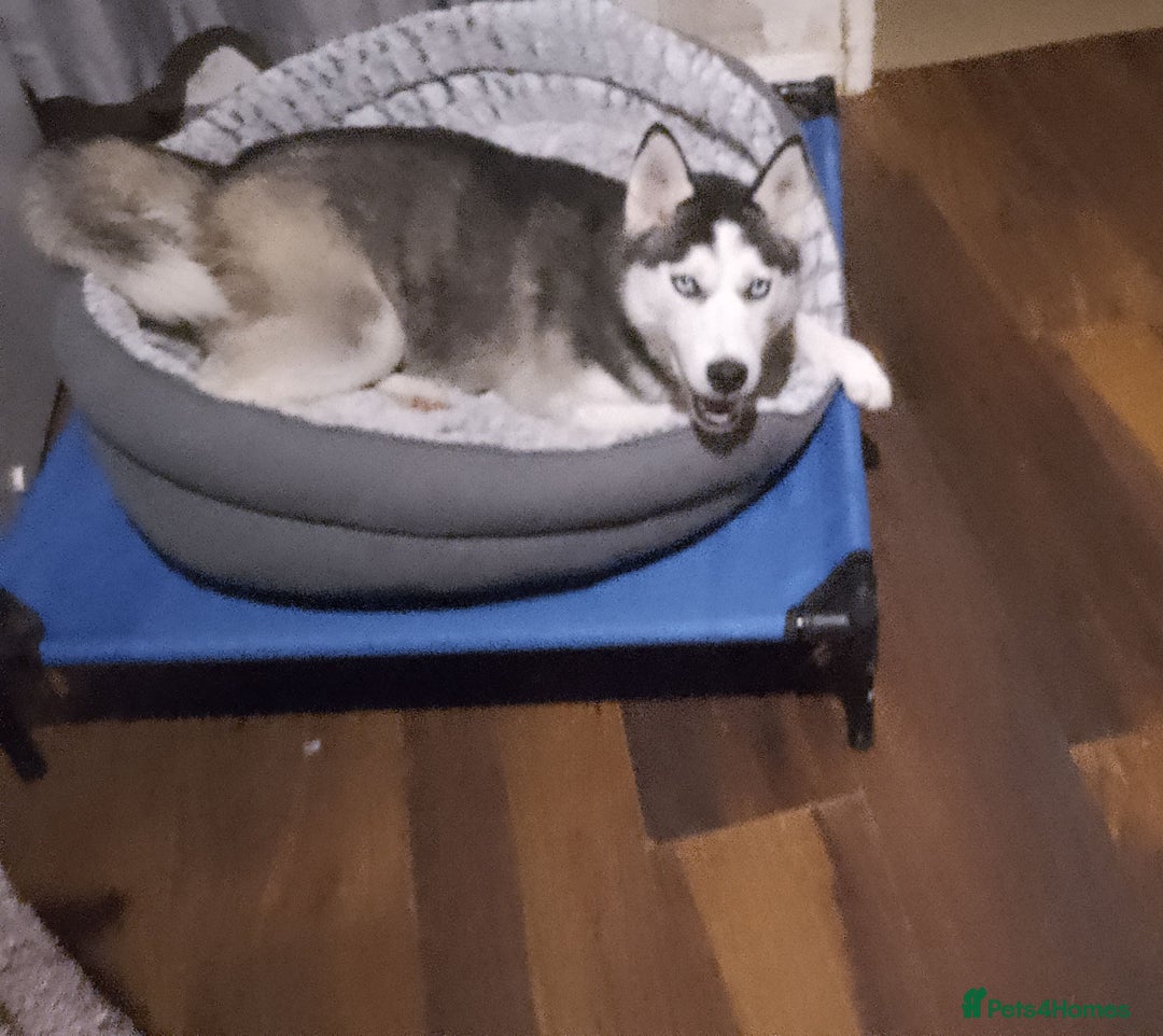 Siberian Husky dogs for sale: Beautiful Siberian Husky Puppy - Advert 23