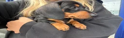 Dachshund dogs for sale: Female dachshund puppy  - Advert 1