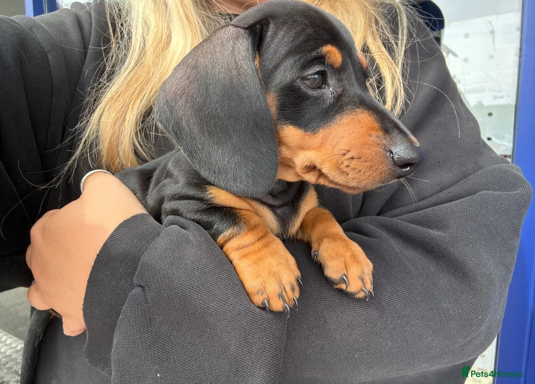 Dachshund dogs for sale: Female dachshund puppy  - Advert 1