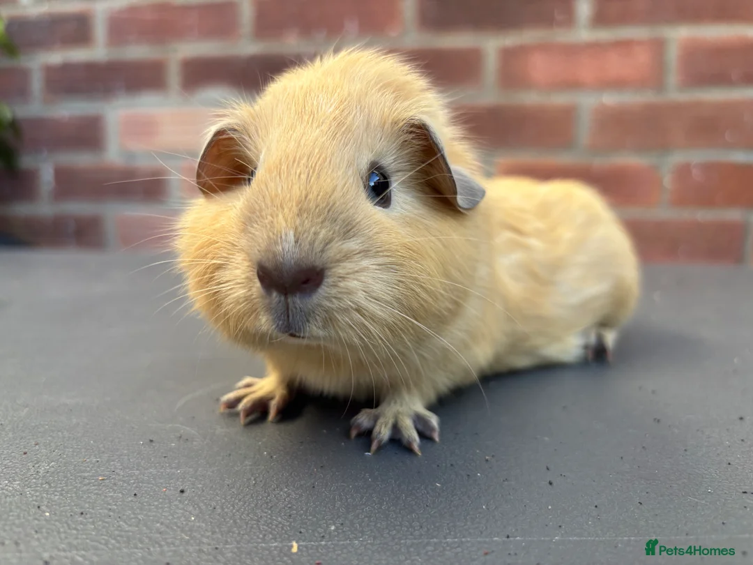 Guinea Pig rodents for sale: Little girl looking for a good home - Advert 2