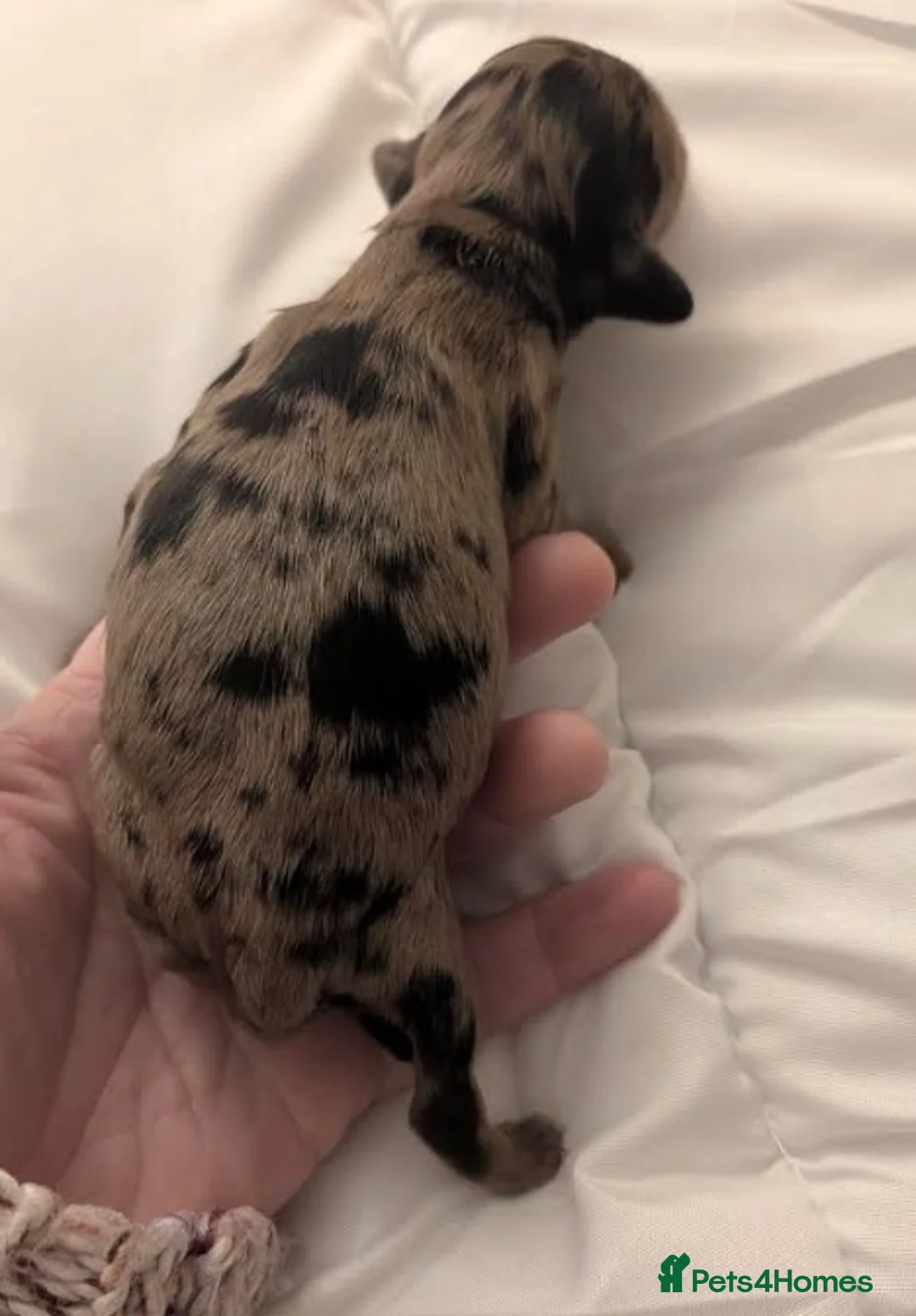 Cockapoo dogs for sale: 3 Beautiful Cockerpoo Puppies - Advert 13