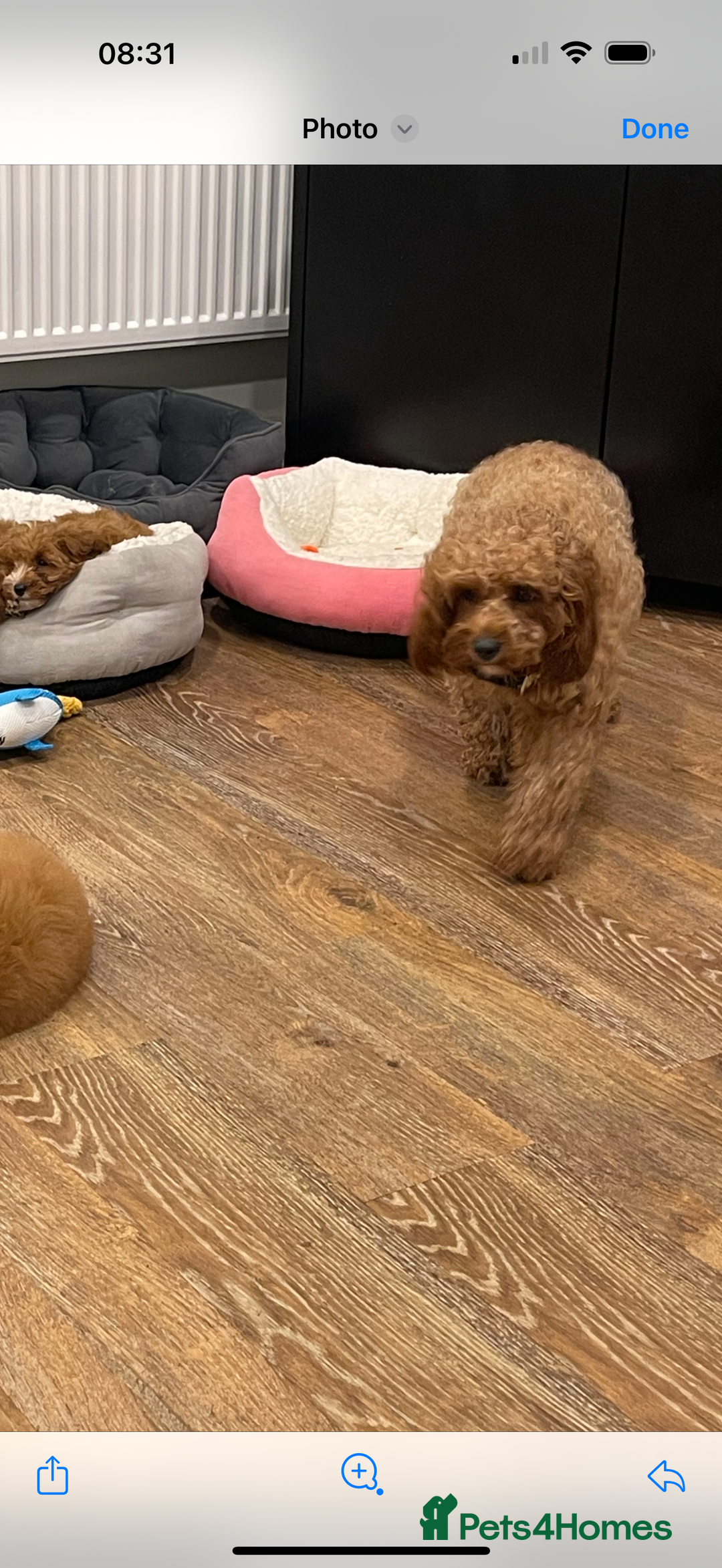 Cavapoo dogs for sale: Beautiful little girl.F1b fully DNA & health clear - Advert 3