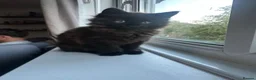 Mixed Breed cats for sale: 1/2 maincoon kittens  - Advert 4