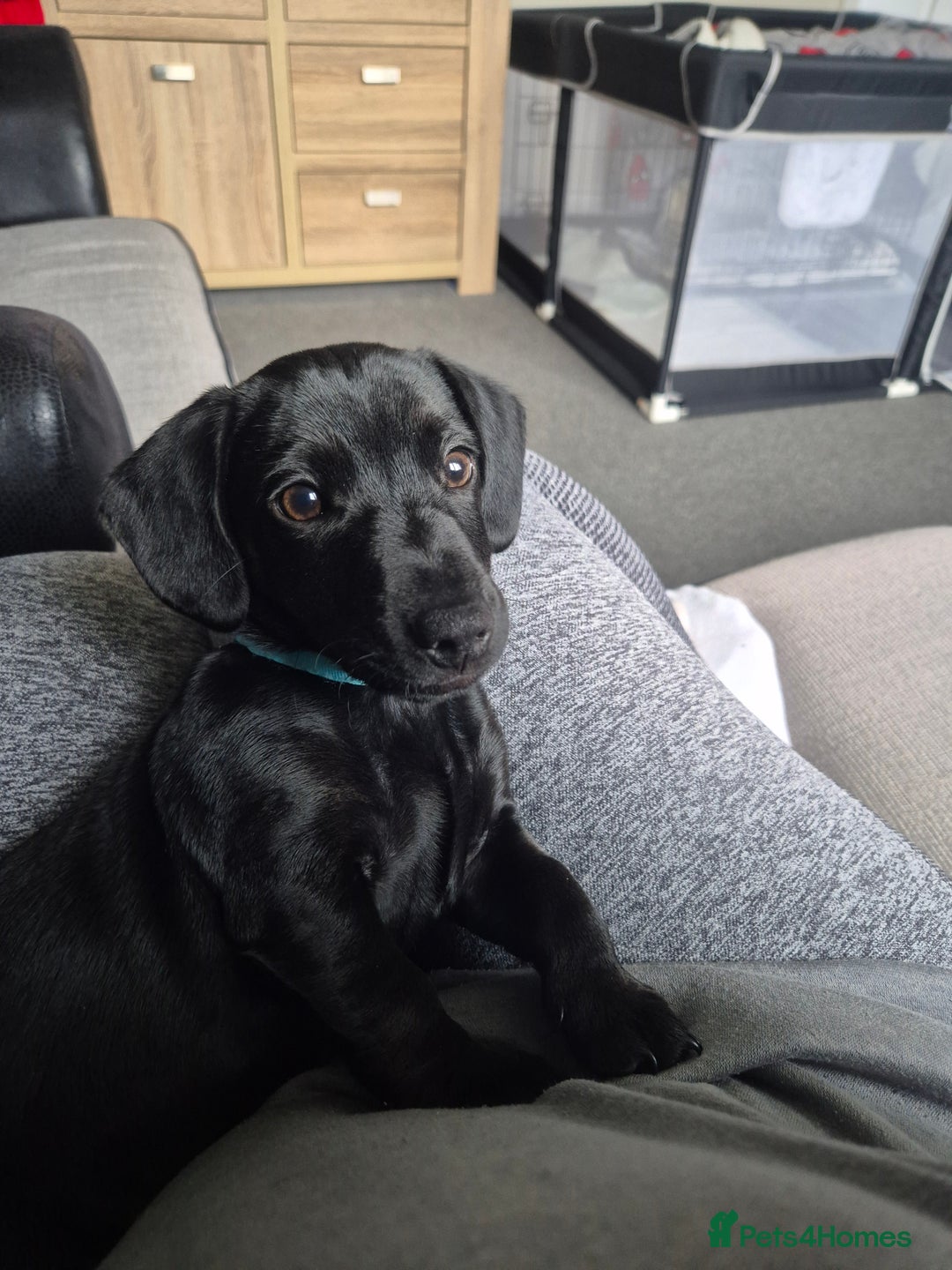 Mixed Breed dogs for sale: Puppy - Advert 12