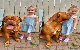 Dogue De Bordeaux dogs for stud: Proven KC Reg Dogue De Bordeaux in Newcastle upon Tyne - Image 1