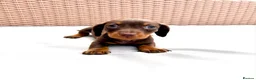Miniature Dachshund dogs for sale: 4 Miniature Dashund Boys READY NOW in Blackburn - Advert 5