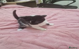 Mixed Breed cats for sale: 🐾 Adorable Kittens Looking for Loving Homes 💕 - Image 18