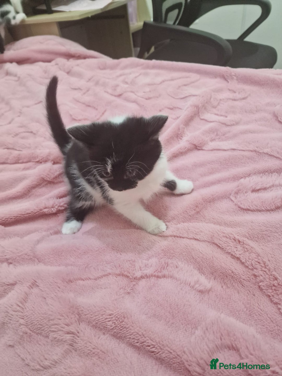 Mixed Breed cats for sale: 🐾 Adorable Kittens Looking for Loving Homes 💕 - Image 18