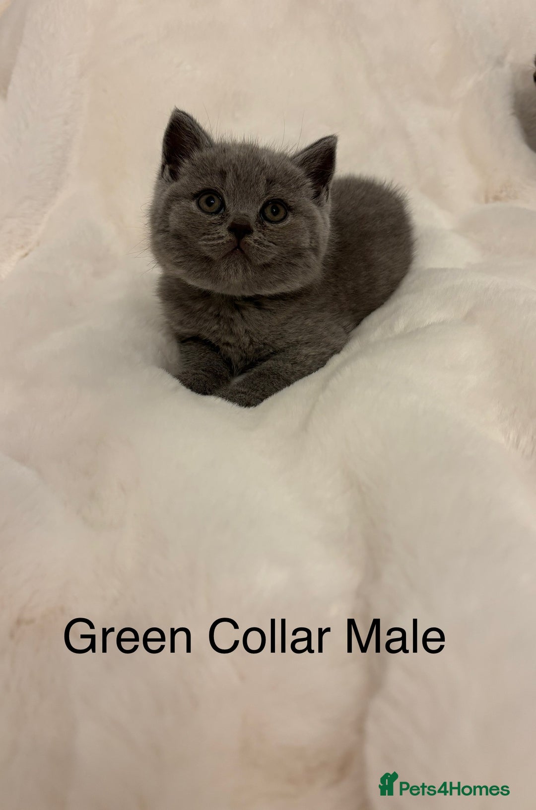 Brazilian Shorthair cats for sale: Chunky British Shorthair kittens  - Advert 4
