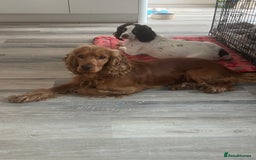Cocker Spaniel dogs for sale: Beautiful show cocker GIRLs - Image 21