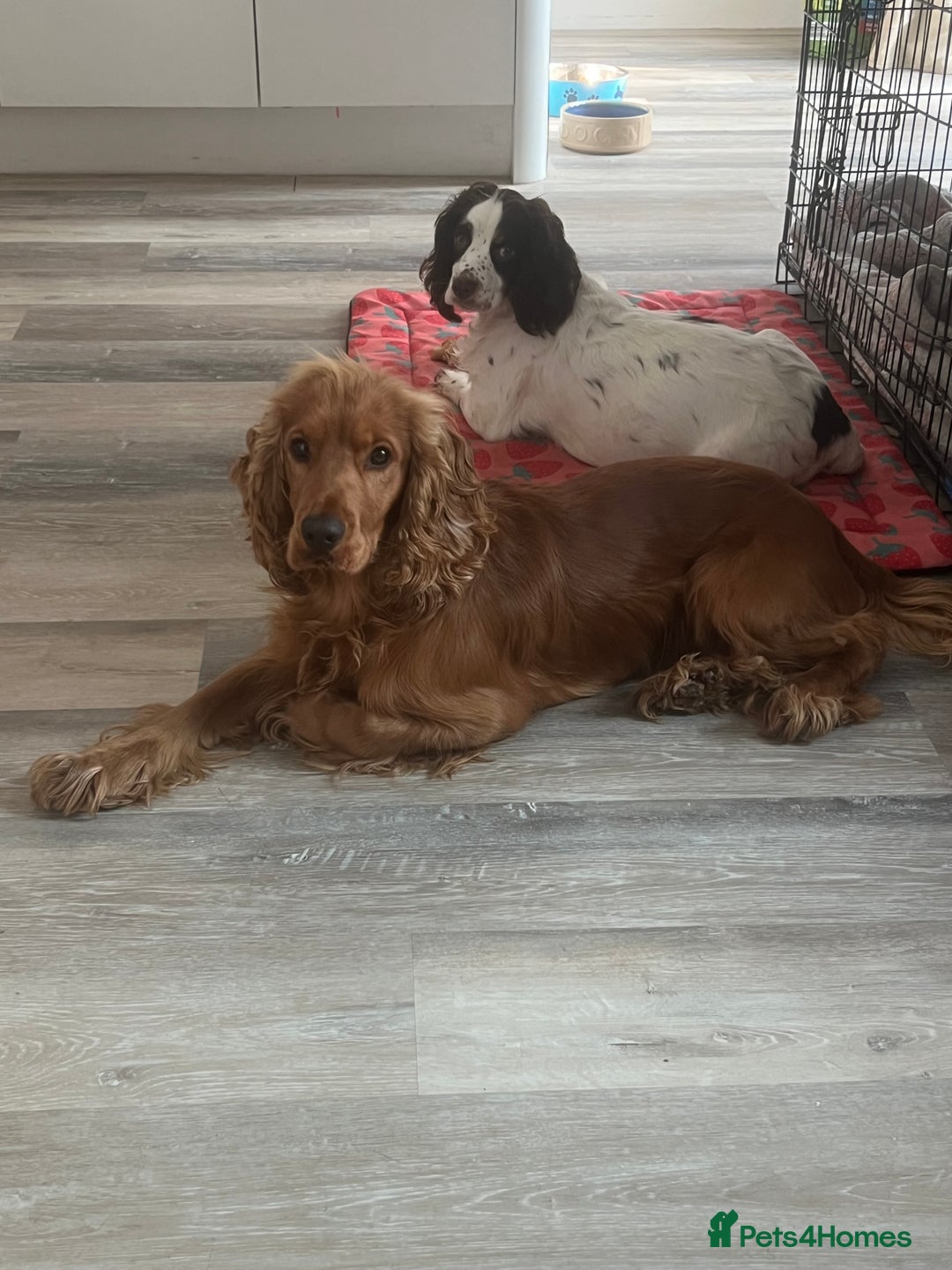 Cocker Spaniel dogs for sale: Beautiful show cocker GIRLs - Image 21