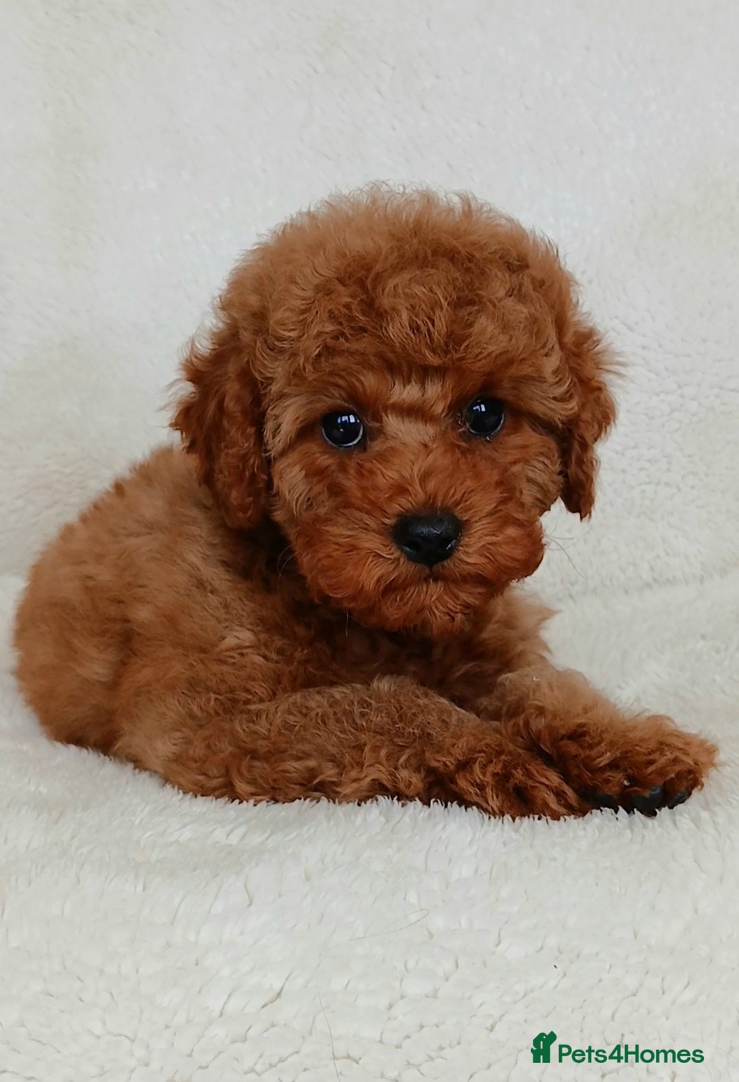 Cavapoo dogs Adorable Toy Cavapoo Girl Puppy  - Advert 10