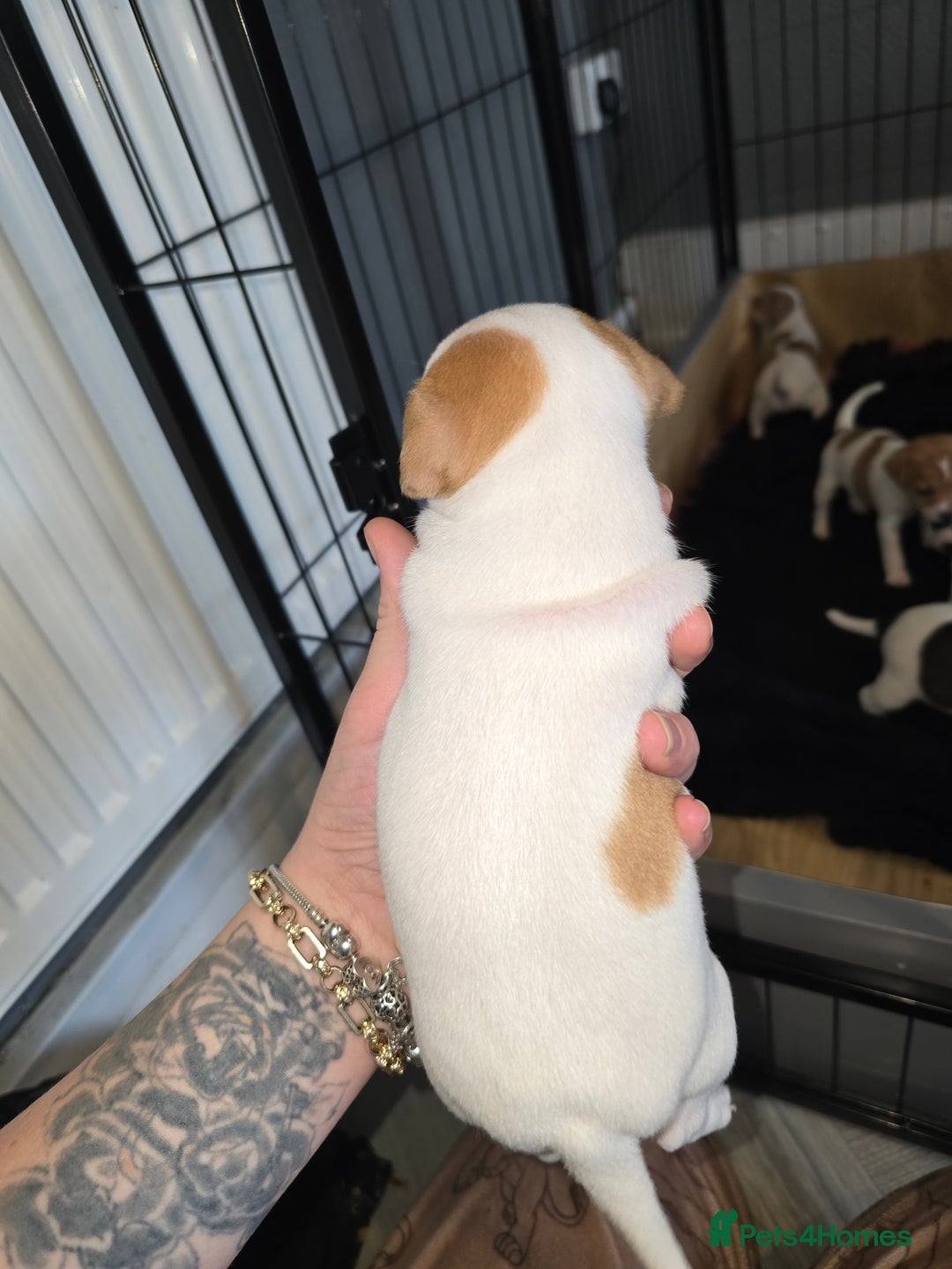 Jack Russell dogs for sale: Jack russel puppies  - Advert 7