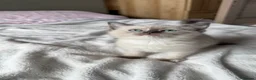 Ragdoll cats for sale: Female ragdoll kitten - Advert 9