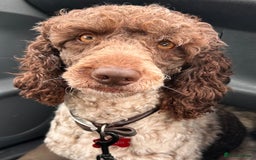 Cockapoo dogs for sale: Top Quality F1 Teddy Bear Cockapoo puppies - Image 11