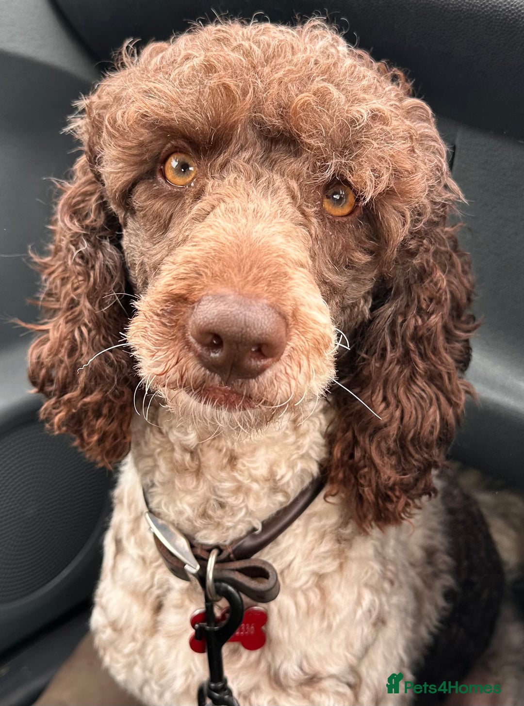 Cockapoo dogs for sale: Top Quality F1 Teddy Bear Cockapoo puppies - Image 11