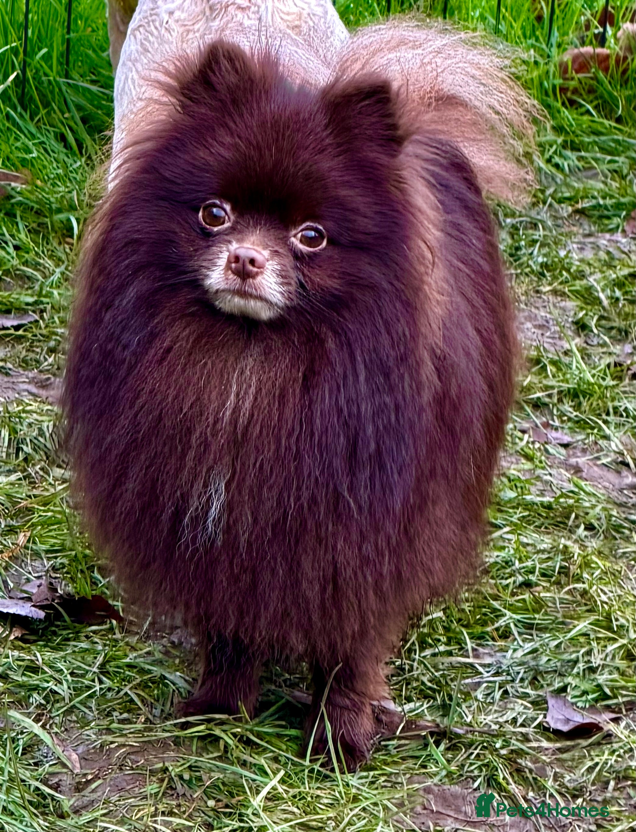 Pomeranian dogs 🐾 COFFEE – Male Pomeranian - Advert 1