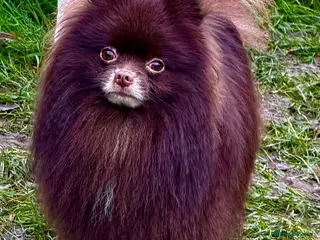 Pomeranian dogs 🐾 COFFEE – Male Pomeranian - Advert 1