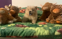 Chow Chow dogs for sale: 5 Chow Chow Puppies - Image 13