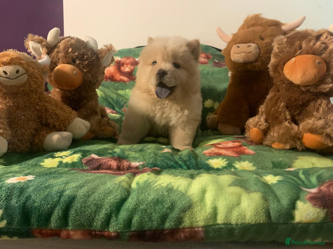 Chow Chow dogs for sale: 5 Chow Chow Puppies - Image 13
