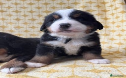 Bernese Mountain Dog dogs for sale: Kc Reg Bernese mountain dogs  - Image 14