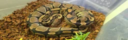 Mixed Breed reptiles for sale: Ball Pythons And Corn Snake For Sale - Advert 7