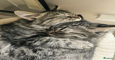 Mixed Breed cats - Advert 8