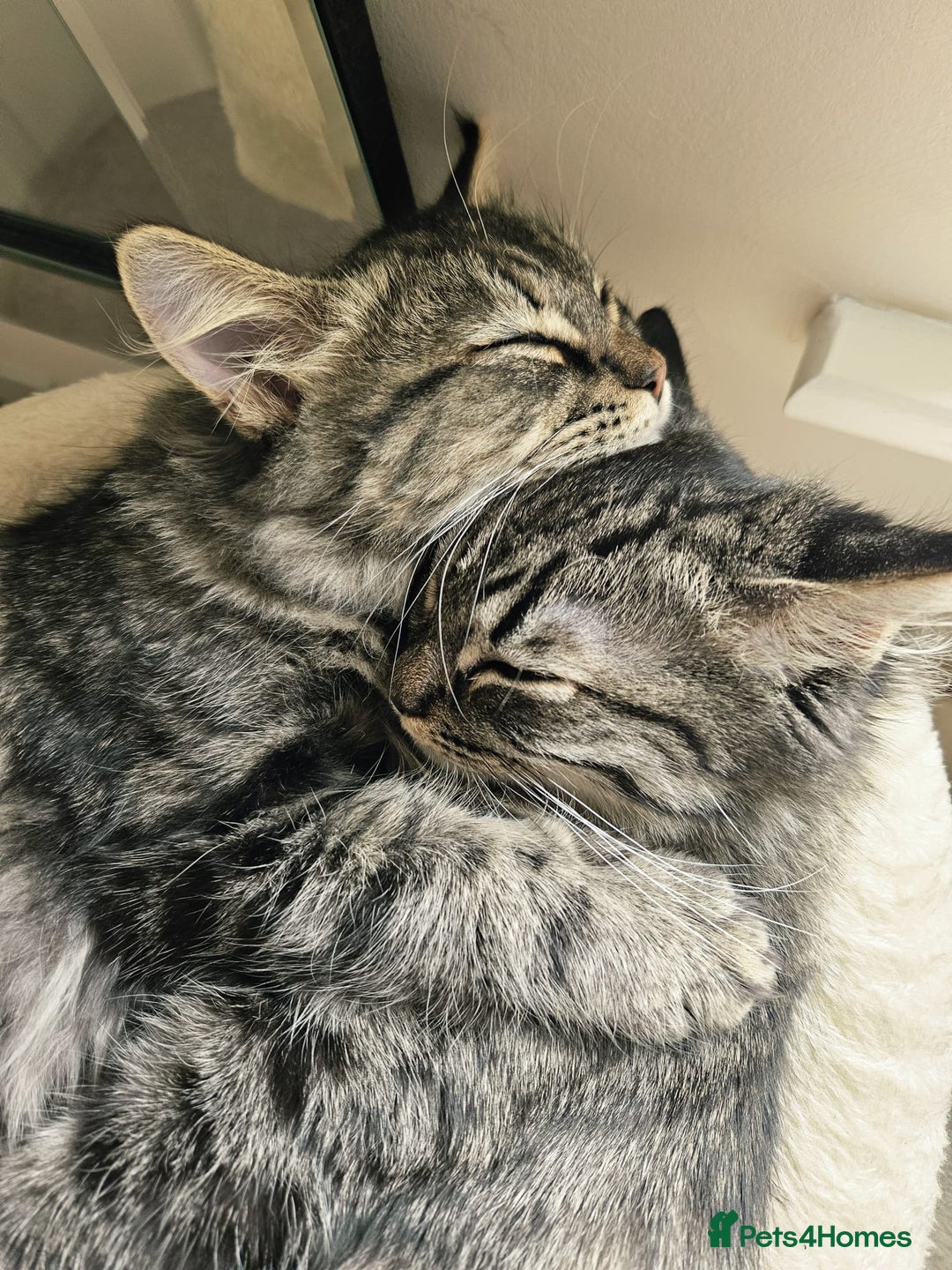 Mixed Breed cats for sale: Persian Cross British Short Hair, Two Boys - Image 2