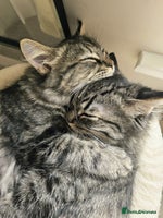 Mixed Breed cats - Advert 3