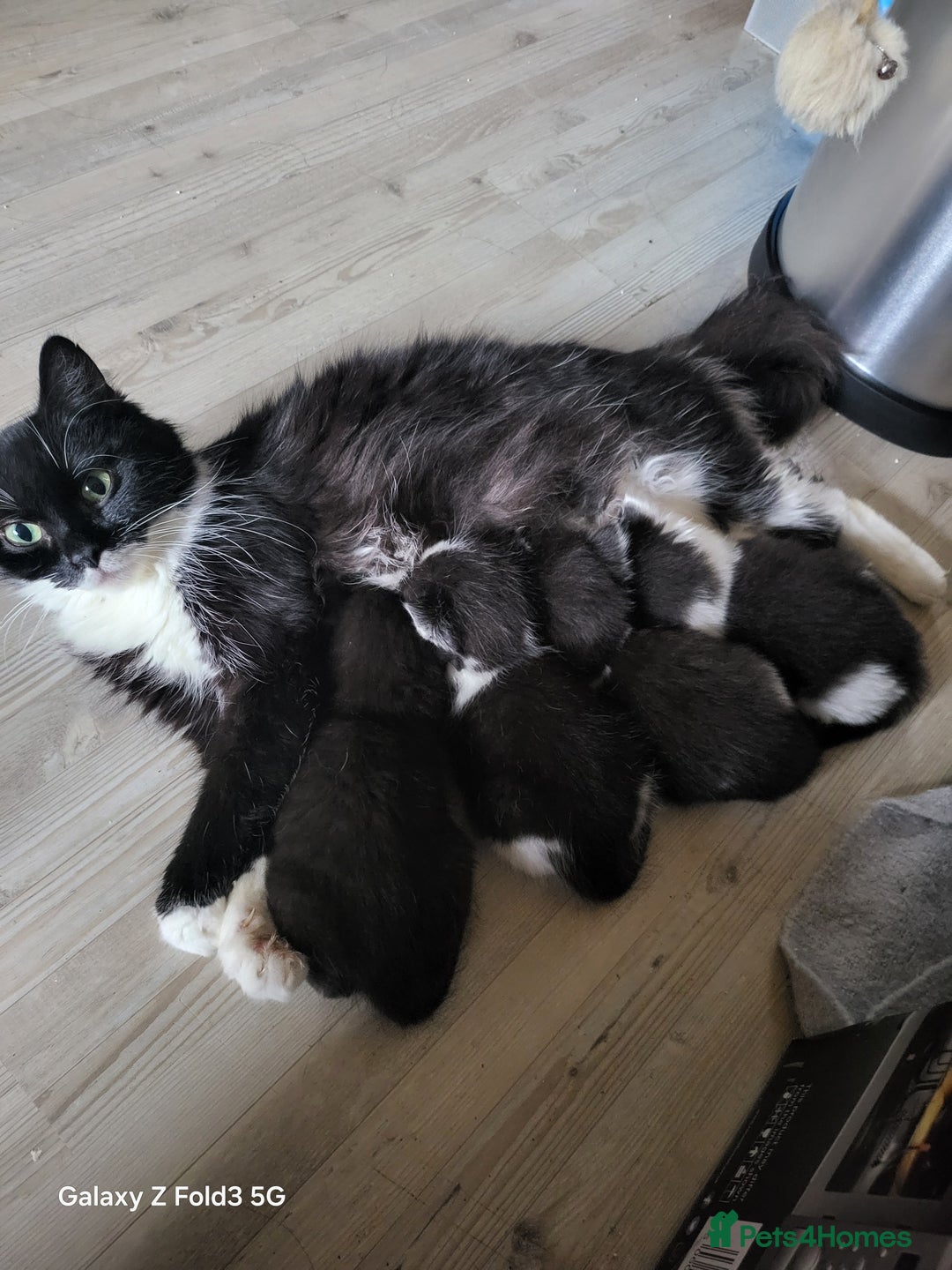 Mixed Breed cats for sale: Kitten - Advert 1