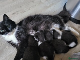 Mixed Breed cats Kitten - Advert 12