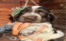 Cocker Spaniel dogs for sale: Show type cocker spaniel puppies  - Image 6