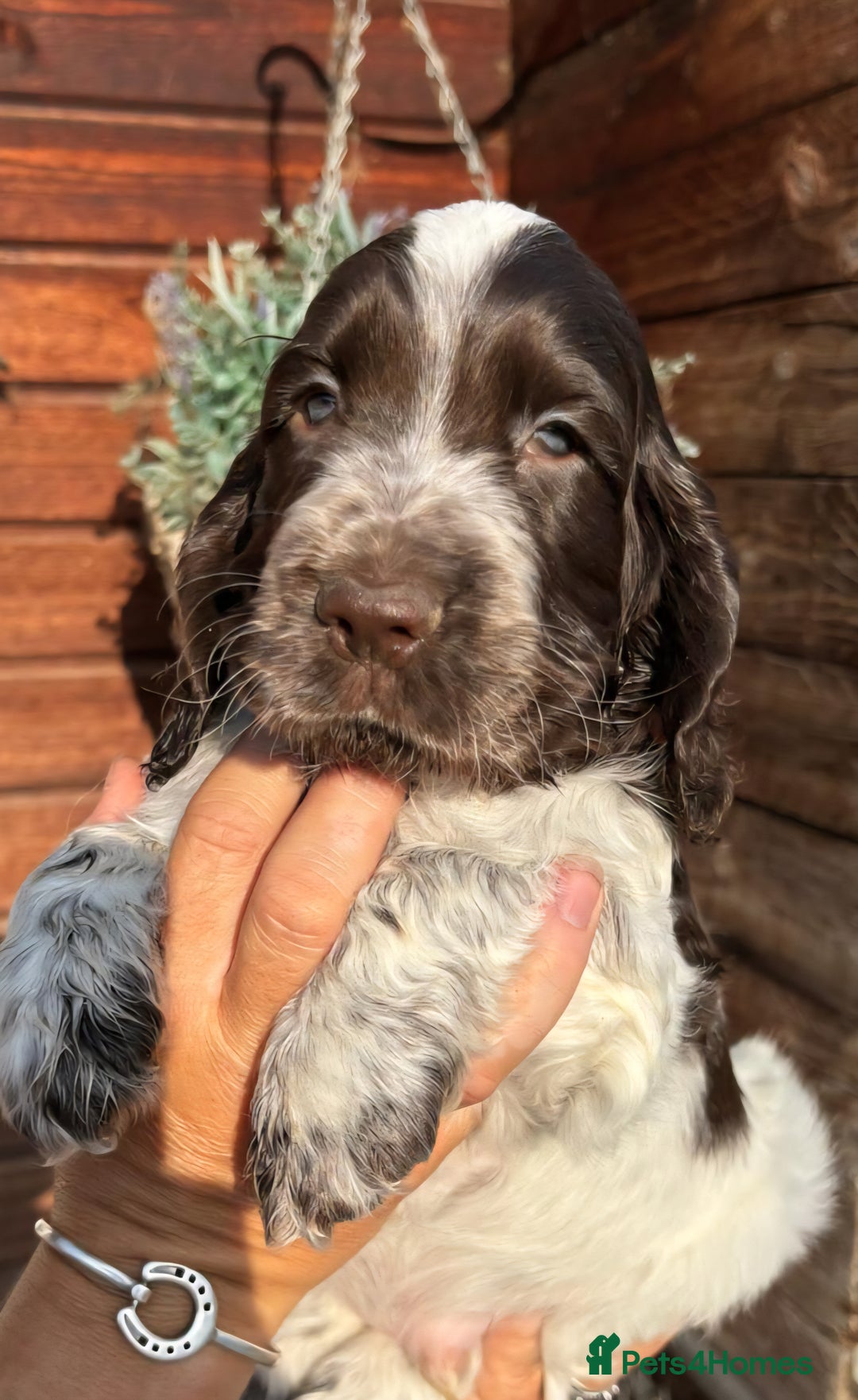 Cocker Spaniel dogs for sale: Show type cocker spaniel puppies  - Image 6
