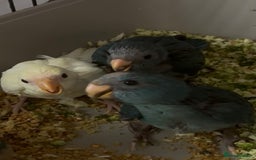 Parakeets birds for sale: Kakarikis ready to go 1 male 2 female - Image 6