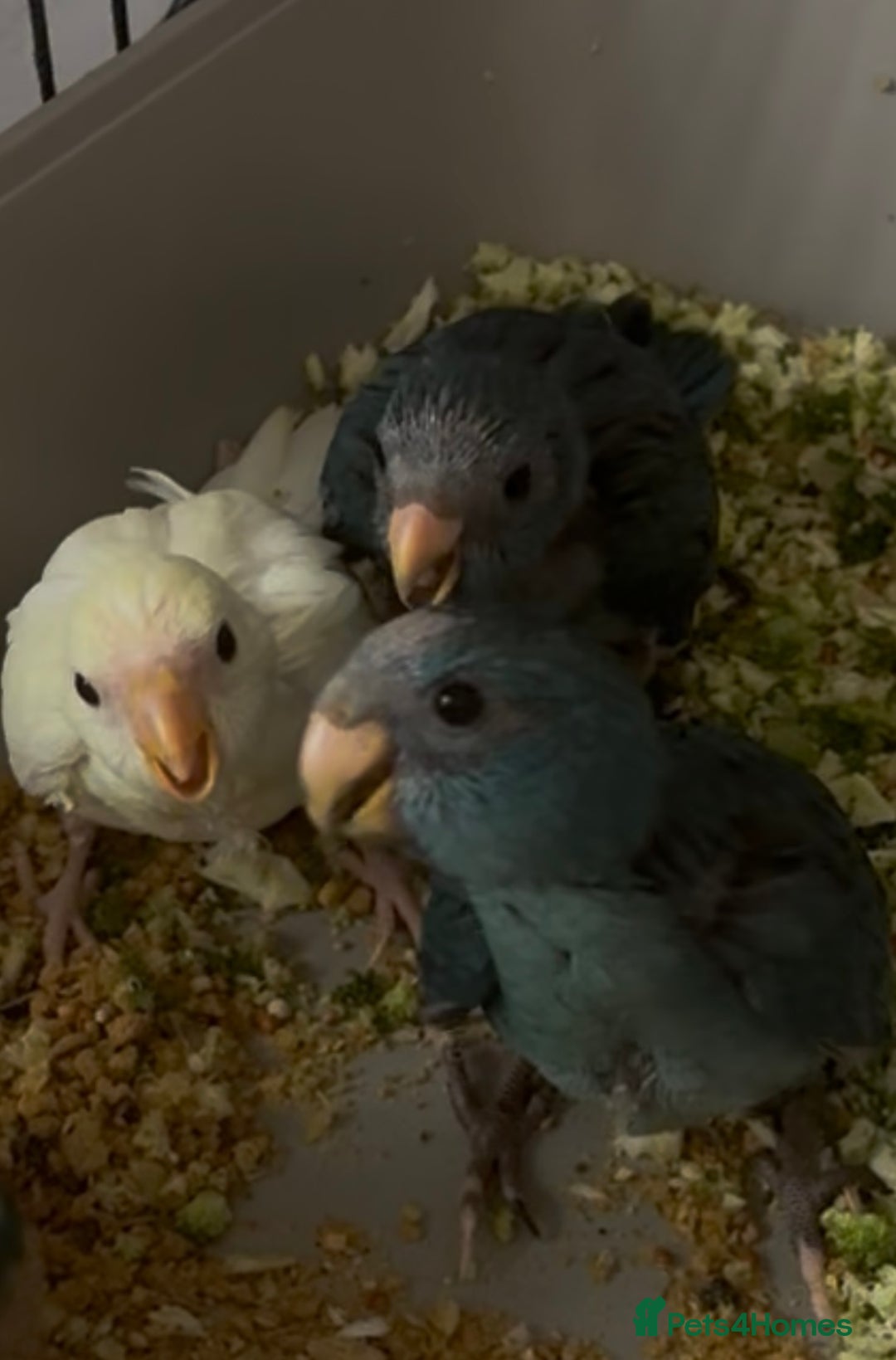 Parakeets birds for sale: Kakarikis ready to go 1 male 2 female - Image 6